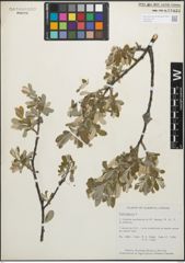 Foto von Salix glauca L.